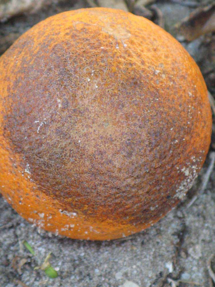            Fruit (Winter Haven, FL)   